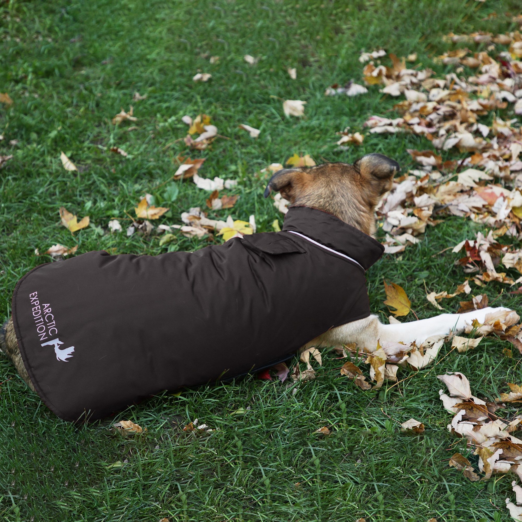 arctic expedition reversible dog coat