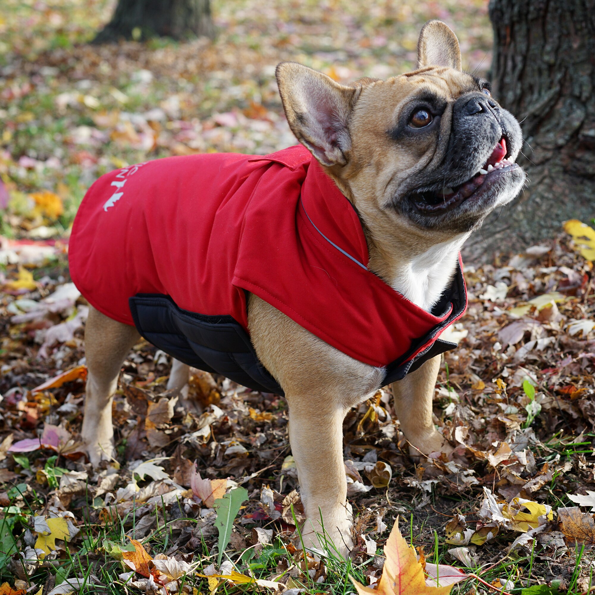 arctic expedition dog coat