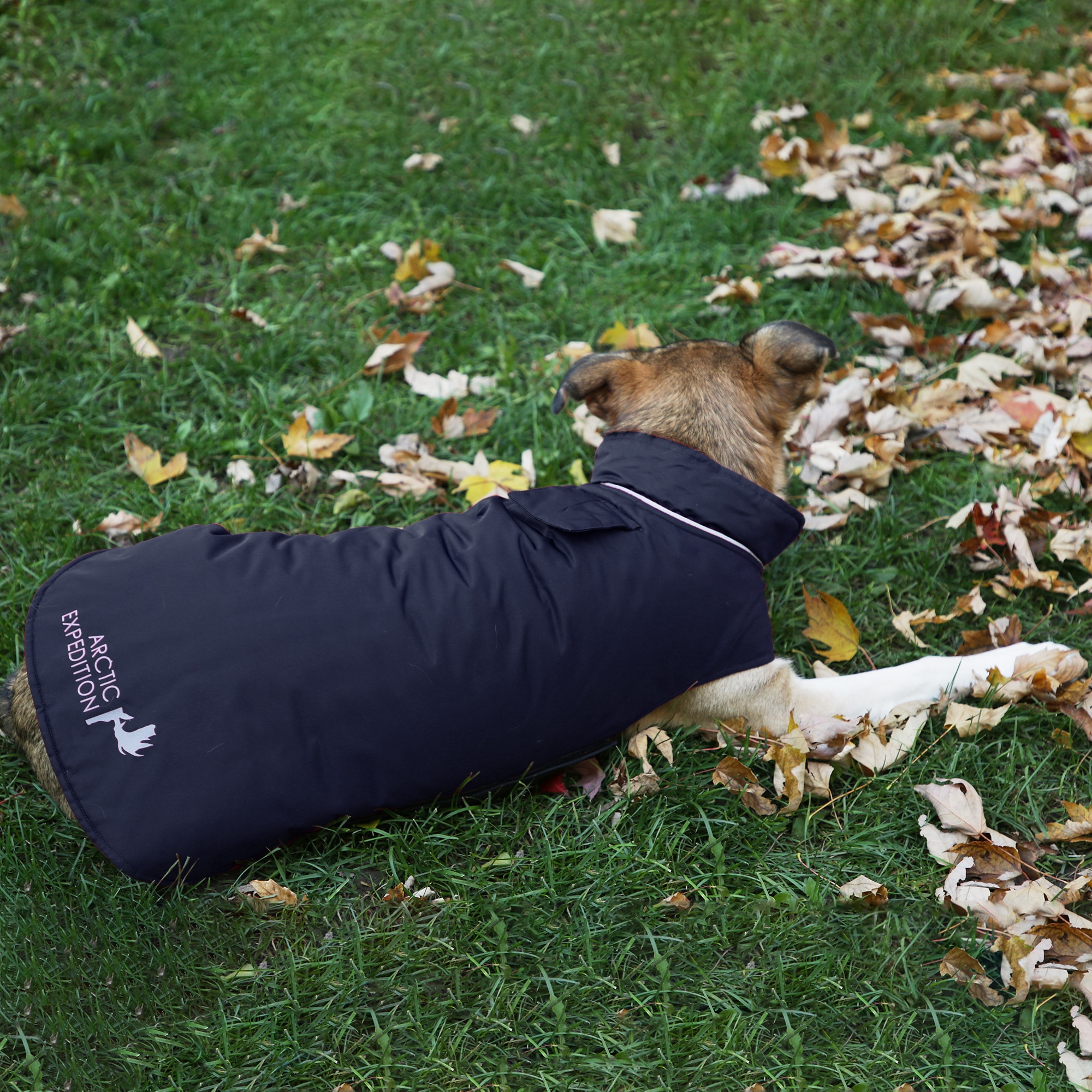 arctic expedition dog coat