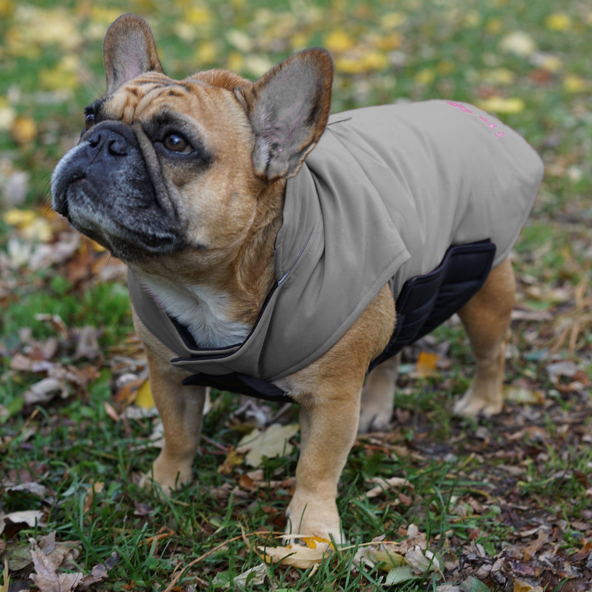 arctic expedition dog coat