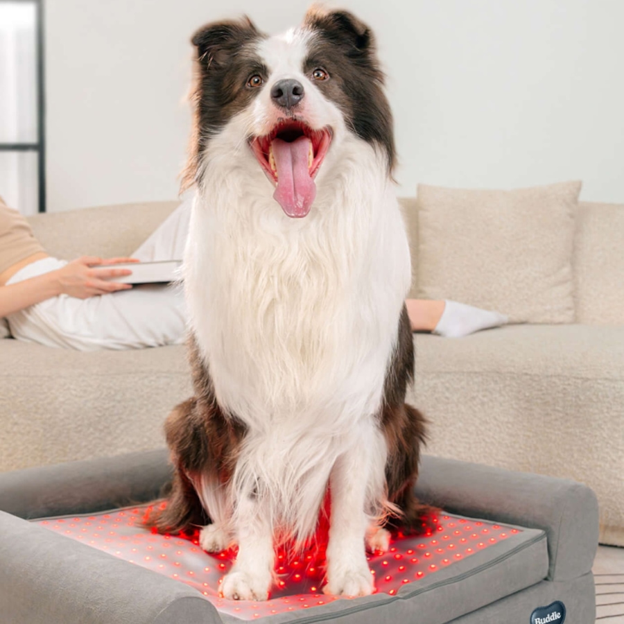 Image 600863_ALTMORE12.jpg, Product 600-863 / Price $799.99, Beddie Red Light and PEMF Therapeutic Bed for Dogs from Kala Red Light Therapy on TSC.ca's Home & Garden department
