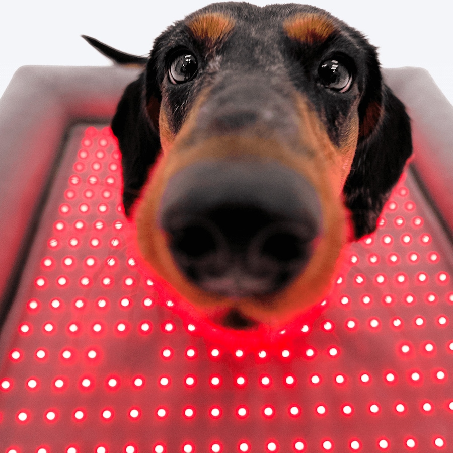 Image 600863_ALTMORE15.jpg, Product 600-863 / Price $799.99, Beddie Red Light and PEMF Therapeutic Bed for Dogs from Kala Red Light Therapy on TSC.ca's Home & Garden department