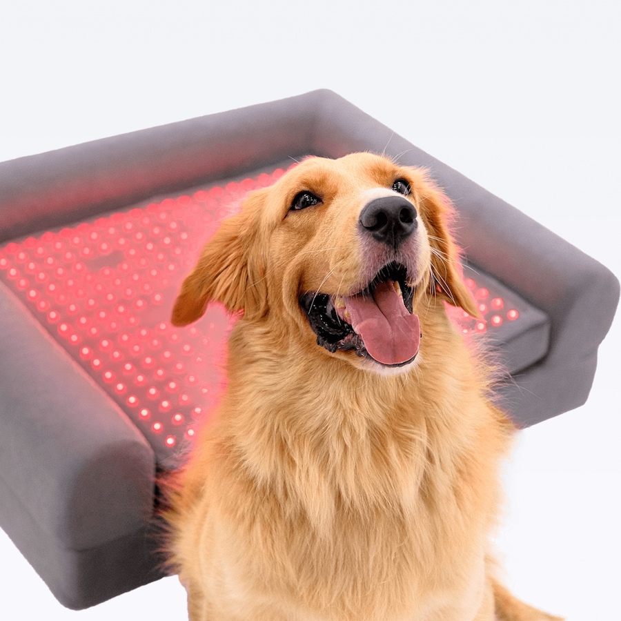 Image 600863_ALTMORE16.jpg, Product 600-863 / Price $799.99, Beddie Red Light and PEMF Therapeutic Bed for Dogs from Kala Red Light Therapy on TSC.ca's Home & Garden department