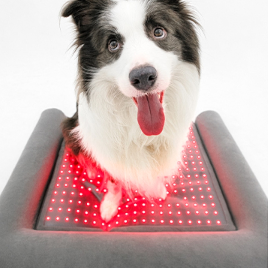 Image 600863_ALTMORE19.jpg, Product 600-863 / Price $799.99, Beddie Red Light and PEMF Therapeutic Bed for Dogs from Kala Red Light Therapy on TSC.ca's Home & Garden department