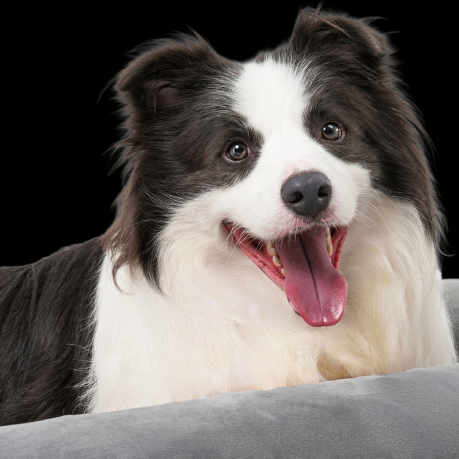 Image 600863_ALTMORE22.jpg, Product 600-863 / Price $799.99, Beddie Red Light and PEMF Therapeutic Bed for Dogs from Kala Red Light Therapy on TSC.ca's Home & Garden department