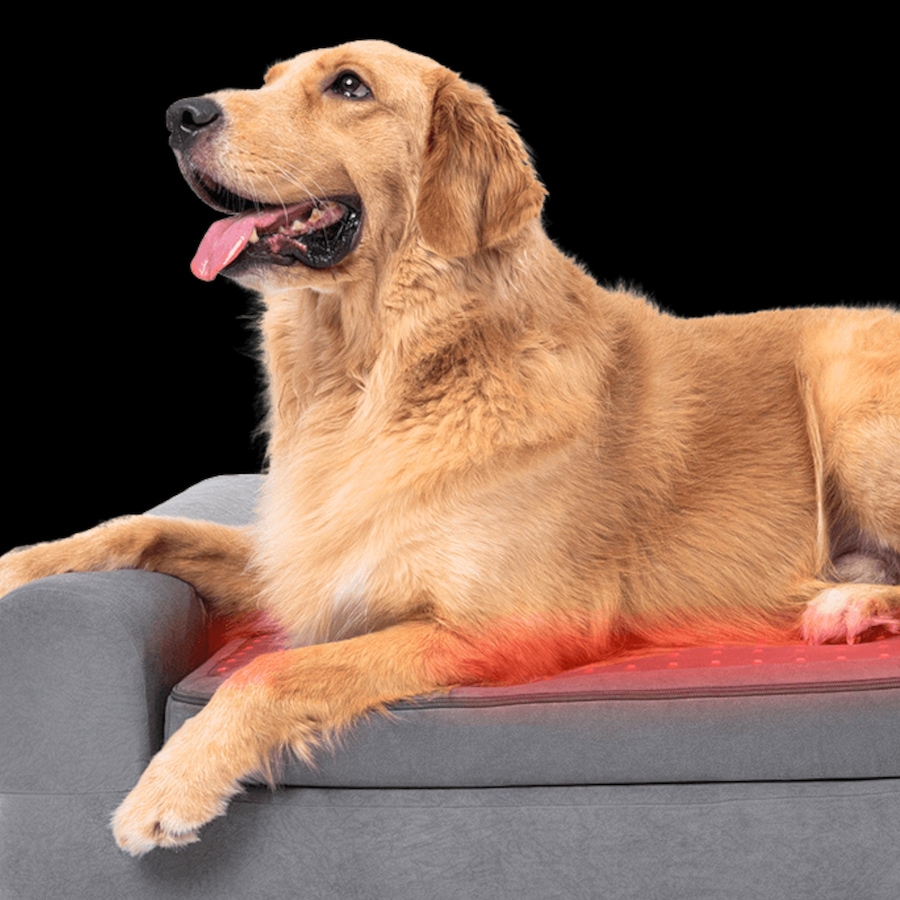 Image 600863_ALTMORE8.jpg, Product 600-863 / Price $799.99, Beddie Red Light and PEMF Therapeutic Bed for Dogs from Kala Red Light Therapy on TSC.ca's Home & Garden department