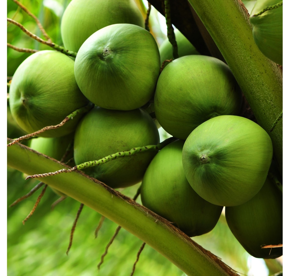 Image 603682_ALTMORE5.jpg, Product 603-682 / Price $59.00, Sahajan Ritual Body Oil from Sahajan on TSC.ca's Beauty department