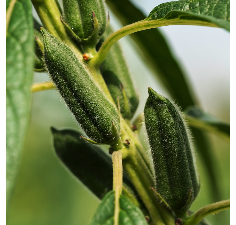 Image 603682_ALTMORE6.jpg, Product 603-682 / Price $59.00, Sahajan Ritual Body Oil from Sahajan on TSC.ca's Beauty department