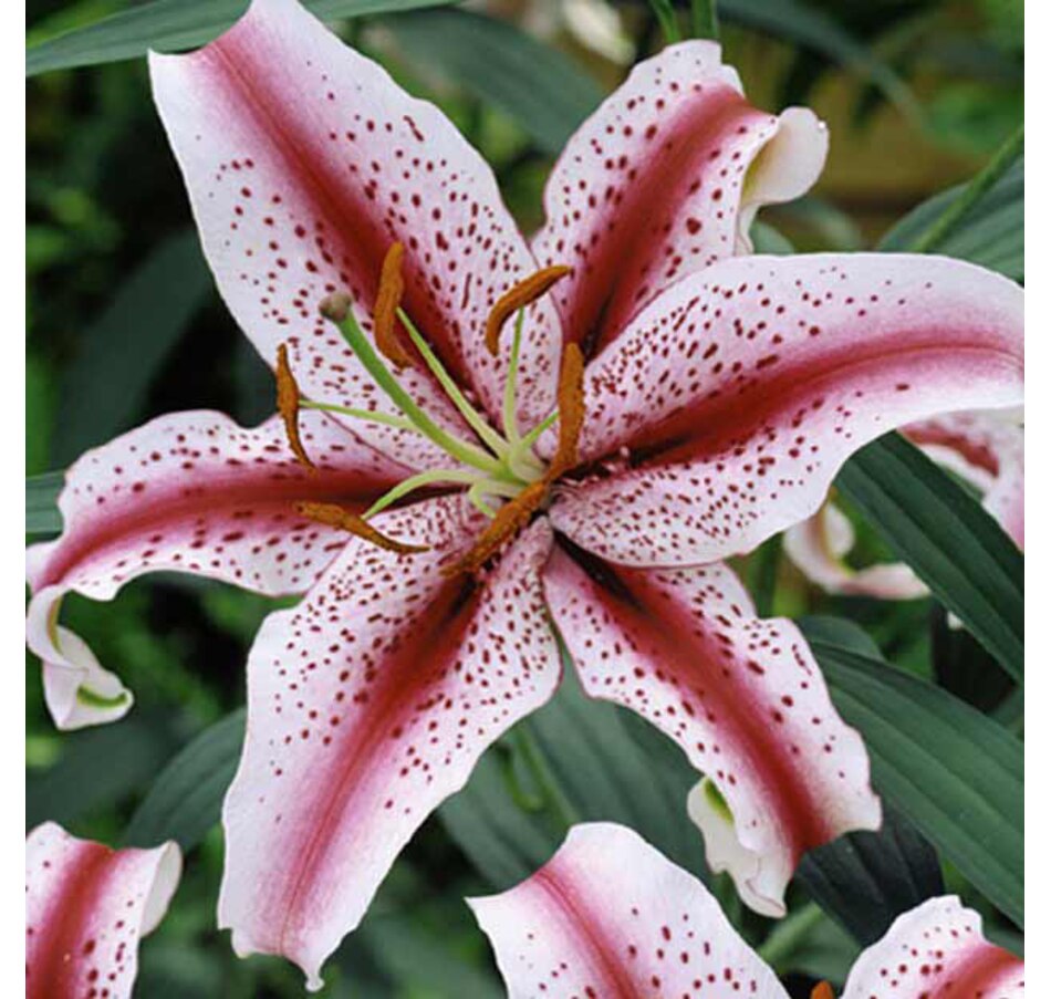 Image 634488.jpg , Product 634-488 / Price $22.50 , Botanus Dizzy Lily from Botanus on TSC.ca's Home & Garden department