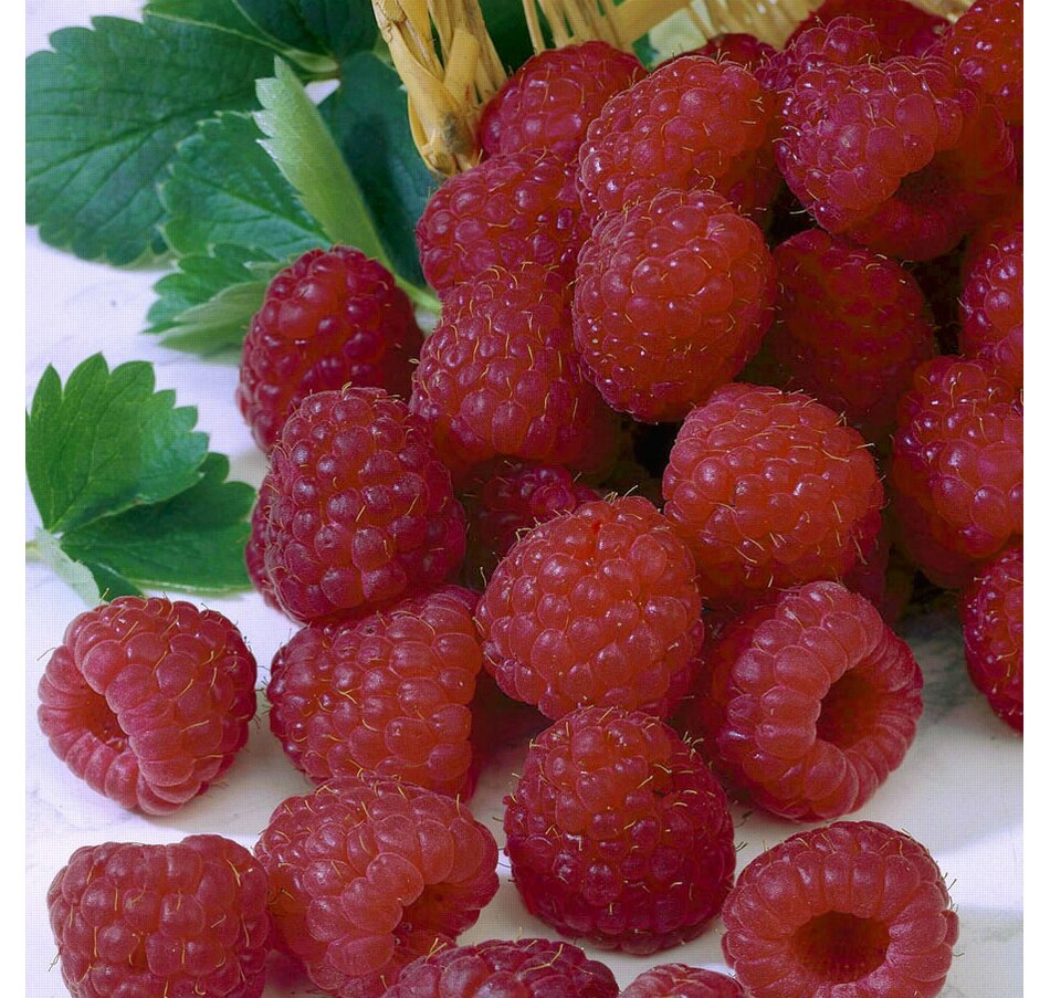 Image 634499.jpg , Product 634-499 / Price $11.50 , Botanus Heritage Raspberry from Botanus on TSC.ca's Home & Garden department