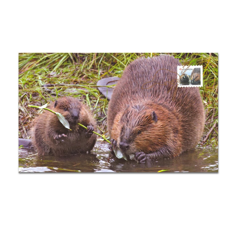 Image 647728_ALTMORE3.jpg, Product 647-728 / Price $109.95, Baby Beaver Fine Silver Coin and Stamp Set from Royal Canadian Mint (RCM) on TSC.ca's Coins department