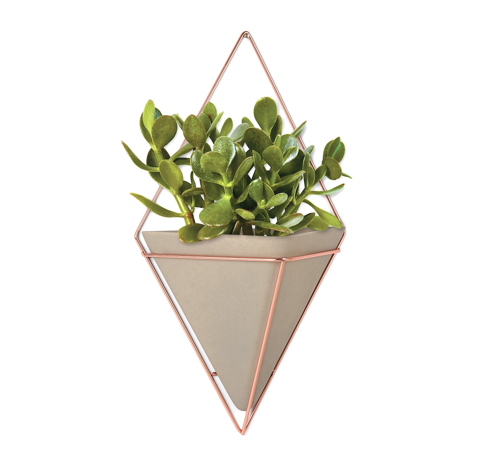 Image 665257_ALTMORE3.jpg, Product 665-257 / Price $22.00 - $42.00, Umbra Trigg Wall Display from Umbra on TSC.ca's Home & Garden department