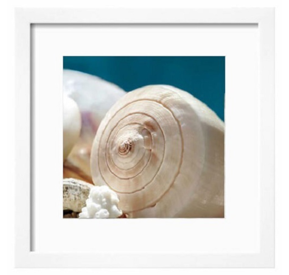 Image 671357.jpg, Product 671-357 / Price $73.99, Shell Quartet Framed Print by Dina Marie from Pure Solutions Gallery Art on TSC.ca's Home & Garden department