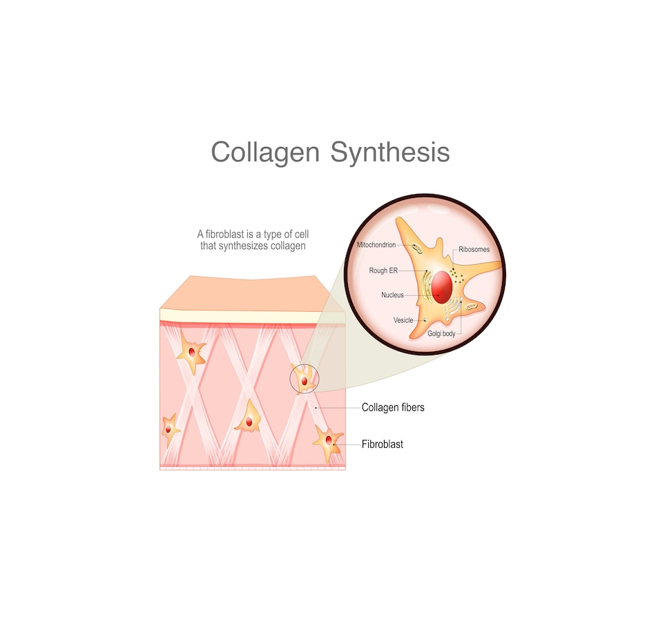 Image 707564_ALTMORE5.jpg, Product 707-564 / Price $99.99, VitaTree Unflavoured Care Collagen Powder 2 Pouch from VitaTree Nutritionals on TSC.ca's Health & Fitness department