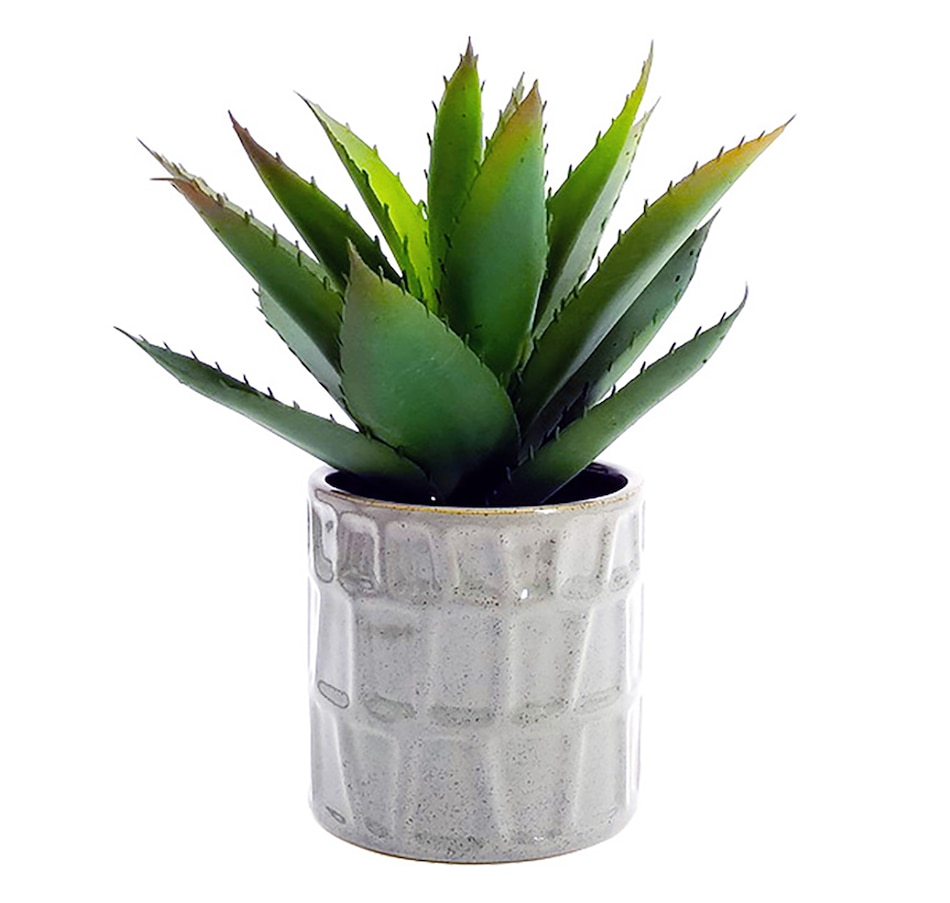 Image 722273.jpg, Product 722-273 / Price $29.99, Kozie Lifestyle Ceramic Planter with Plant from Kozie on TSC.ca's Home & Garden department