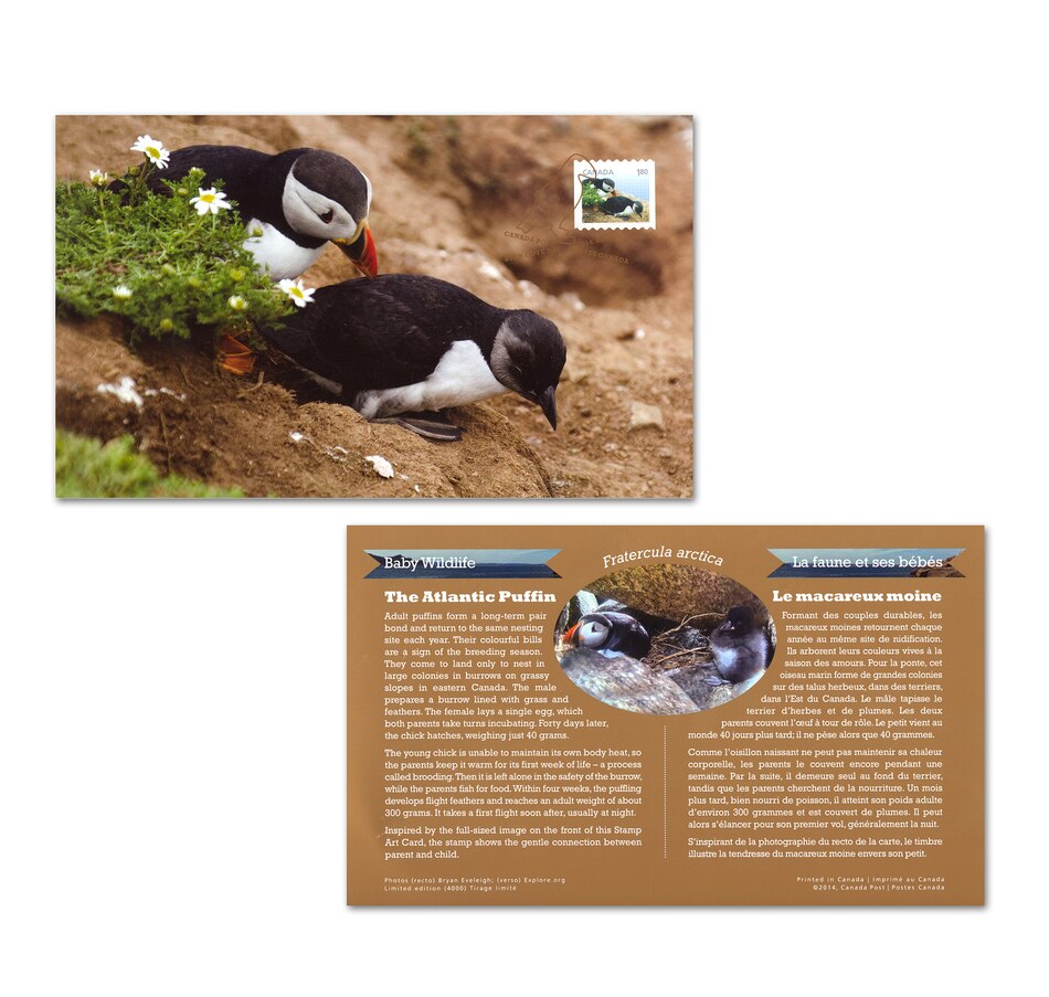 Image 722638_ALTMORE4.jpg, Product 722-638 / Price $99.95, $20 Baby Puffin Fine Silver Coin and Stamp Set from Royal Canadian Mint (RCM) on TSC.ca's Coins department