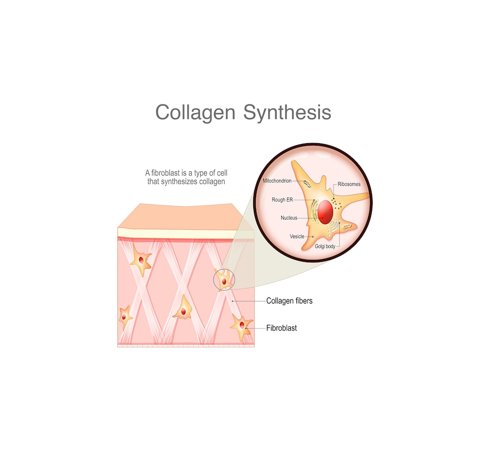 Image 728316_ALTMORE5.jpg, Product 728-316 / Price $99.99, VitaTree Care Collagen Powder Unflavoured 2 Pouches from VitaTree Nutritionals on TSC.ca's Health & Fitness department