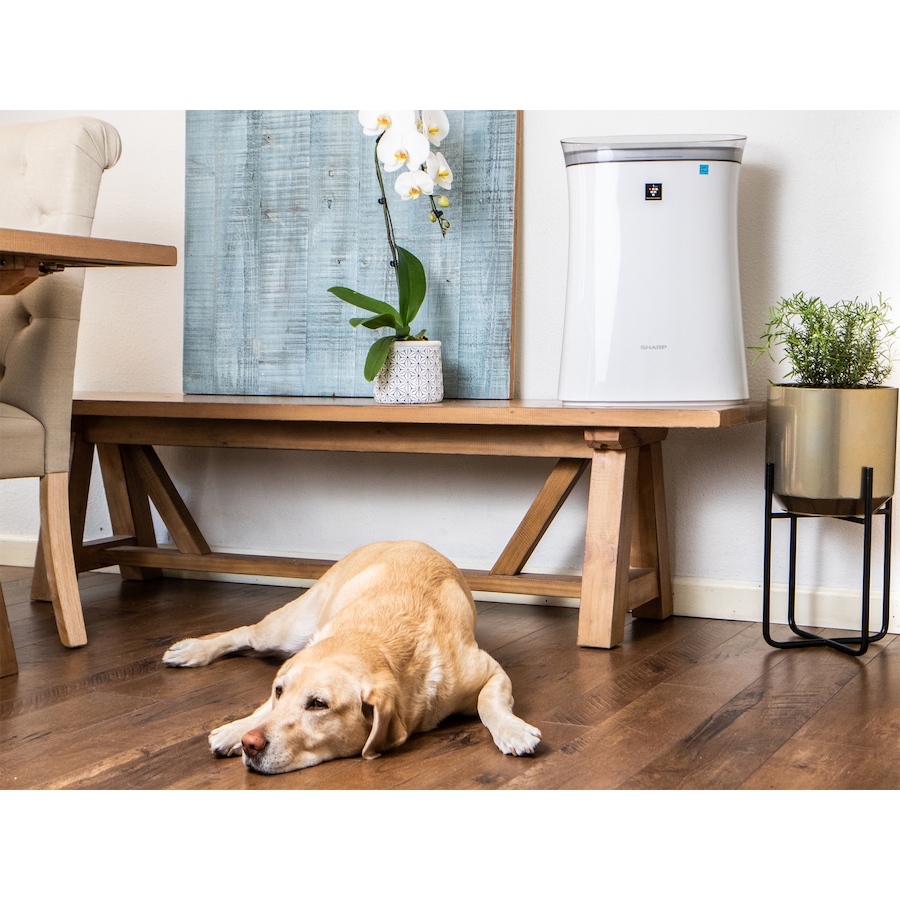 Image 738299_ALTMORE14.jpg, Product 738-299 / Price $349.99, Sharp FP-K50UW Plasmacluster Air Purifier from Sharp on TSC.ca's Home & Garden department
