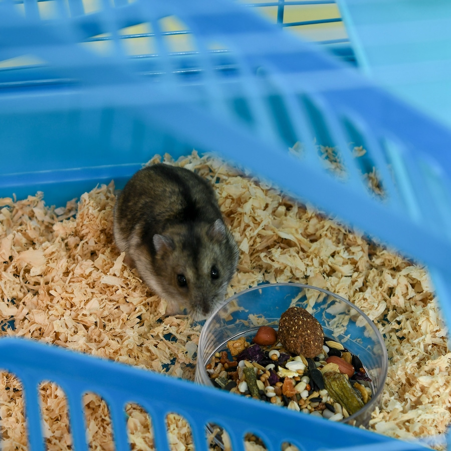 Image 982346_ALTMORE8.jpg, Product 982-346 / Price $63.99, PawHut 18.5" Hamster Cage with Tube System, Exercise Wheel, Blue from PawHut on TSC.ca's Home & Garden department
